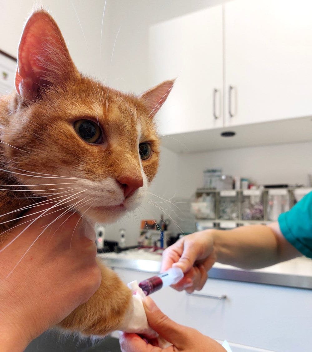 Katze während einer Blutentnahme in einer Tierarztpraxis